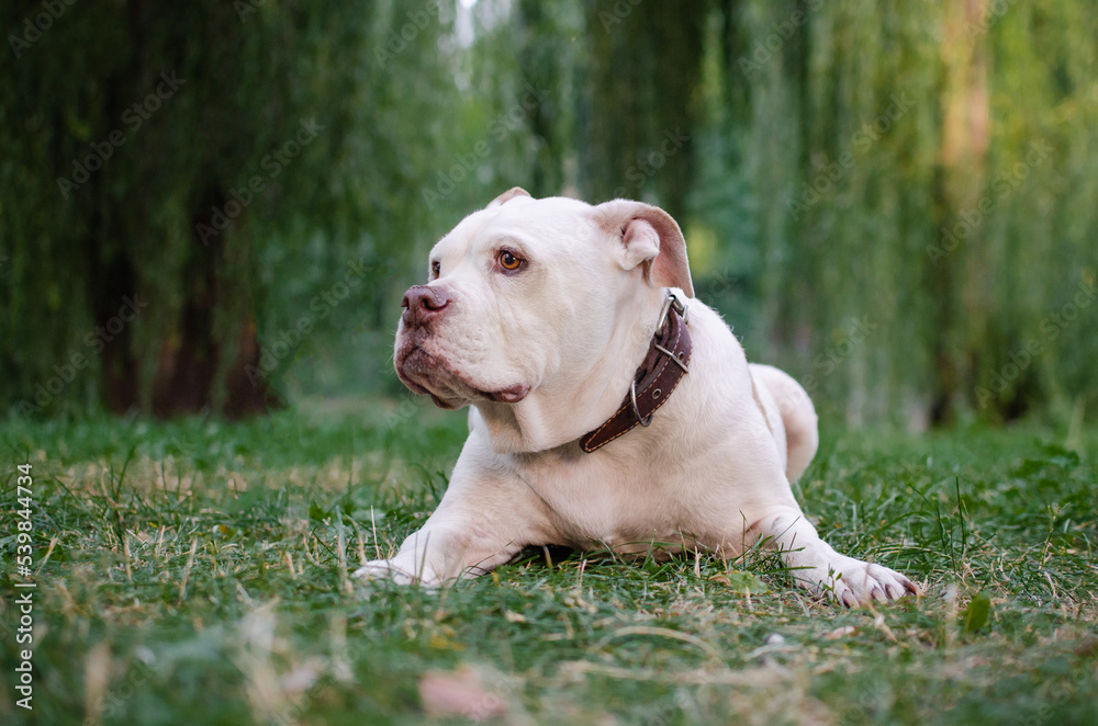 Cute white dog american bulldog breed in summer or autumn forest on green grass