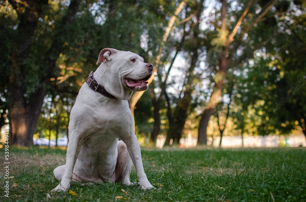 Cute white dog american bulldog breed in summer or autumn forest on green grass