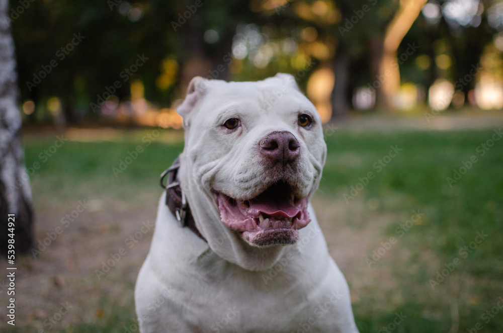 Cute white dog american bulldog breed in summer or autumn forest on green grass