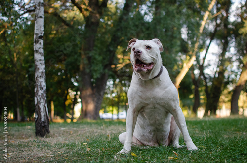 Cute white dog american bulldog breed in summer or autumn forest on green grass