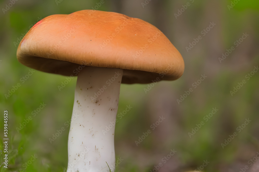 edible mushrooms in the forest, a natural wild growing food item