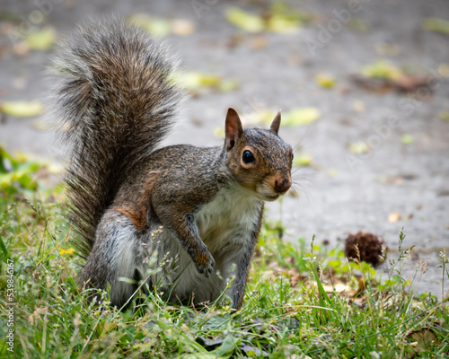 tree squirrel cautiously pausing while on the ground © James P