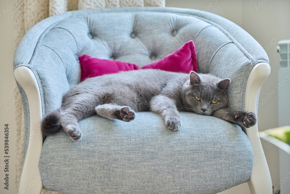 Relaxed lazy funny gray british cat lying sleeping on velvet chair Relaxed lazy funny gray british cat lying sleeping on velvet chair