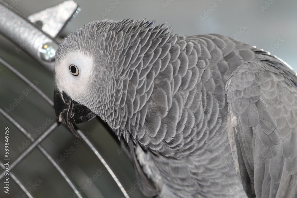 Fototapeta premium A pet African Grey Parrot playing on top of his cage at his home address. These birds are known for their intelligence, ability to talk and their famous red tails.