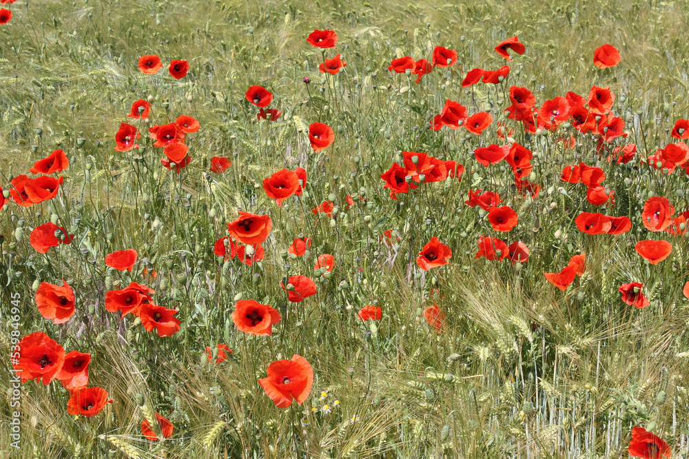 Fototapeta premium Mohnblumen