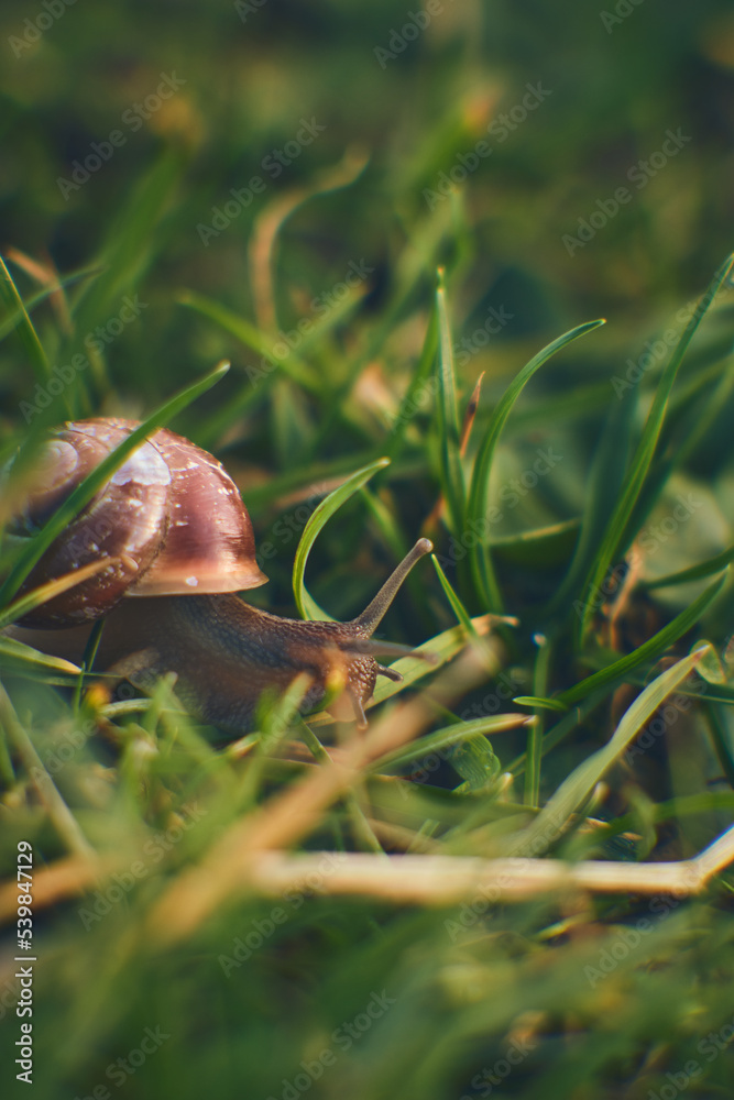 Tiny Snail in grass. High quality photo Tiny Snail in grass. High quality photo