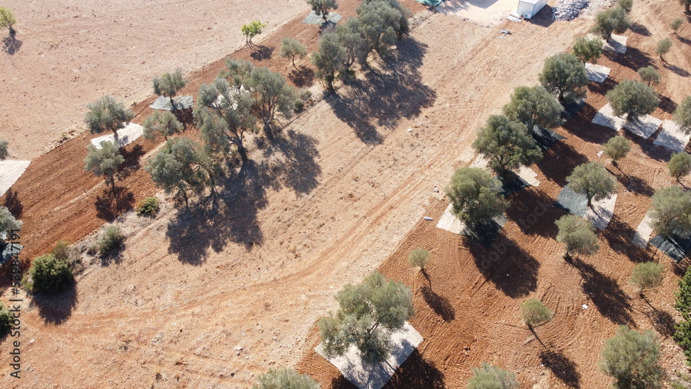 Olive harvest: Aerial view of an olive grove in western Turkey at harvest time. The rusty red contrasts beautifully with the pale green of the olive trees.