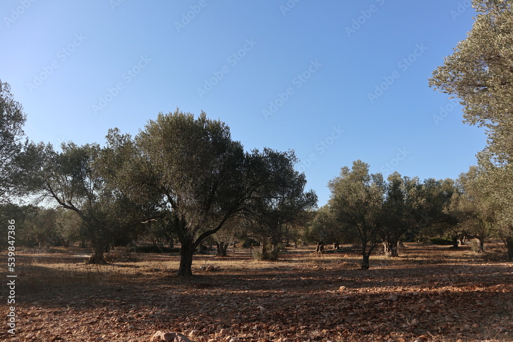 Olive harvest: A majestic olive tree in Turkey awaits its harvest. The nets to collect the olives are already laid out under the trunk. Olive harvest: A majestic olive tree in Turkey awaits its harvest. The nets to collect the olives are already laid out under the trunk.