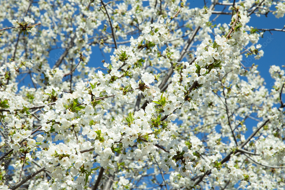 Cherry tree with white spring blossoms and blue sky Cherry tree with white spring blossoms and blue sky