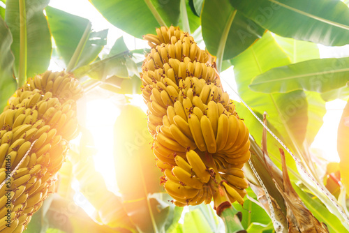 Tableau sur toile Closeup bunch growing ripe yellow banana with sunlight