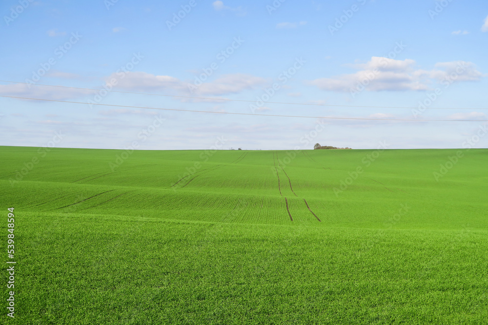 Smooth green grass, lawn against the background of a large blue sky on a sunny day. Wide view of the manicured lawn. The natural background of yellow-green grass in the rays of the setting sun. Smooth green grass, lawn against the background of a large blue sky on a sunny day. Wide view of the manicured lawn. The natural background of yellow-green grass in the rays of the setting sun.