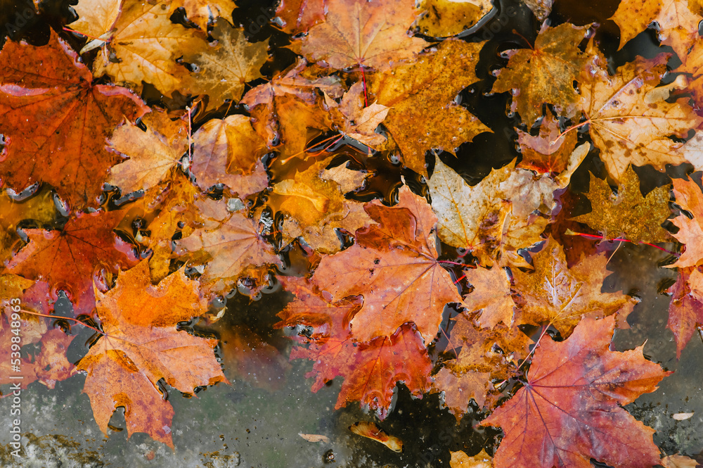 Red, yellow maple leaves lie in the water after rain in autumn. Photography, background, top view. Red, yellow maple leaves lie in the water after rain in autumn. Photography, background, top view.