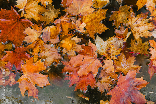 Red, yellow maple leaves lie in the water after rain in autumn. Photography, background, top view.