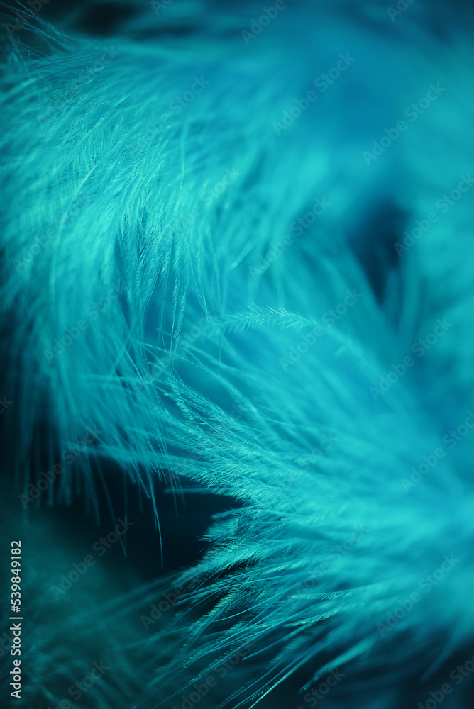 Obraz premium abstract background of blue feather. close up