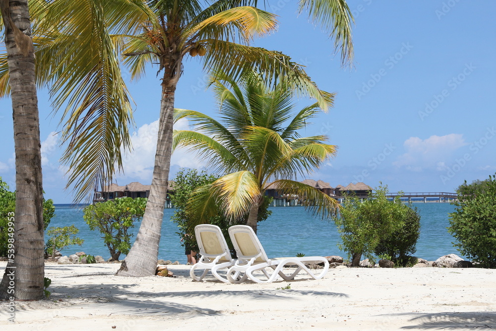 Obraz premium trees on the beach