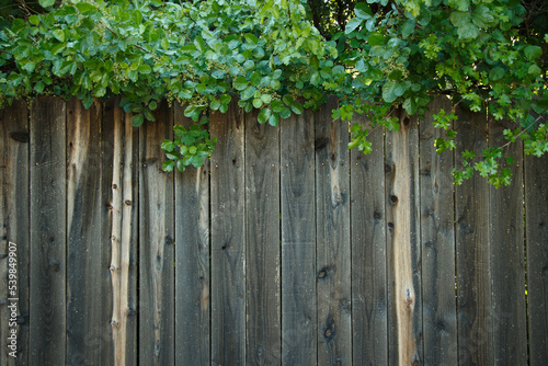 Gray Weathered Cedar Fence with Wood Grain and Knots and Green Bushes Horizontal