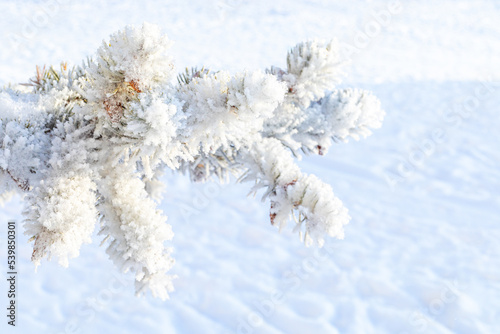 Frosty fir tree with shiny ice frost in snowy forest park. Christmas tree covered hoarfrost and in snow. Tranquil peacful winter nature. Extreme north low temperature, cool winter weather outdoor