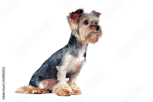 Side view picture of a sitting yorkie dog looking to the copy space area
