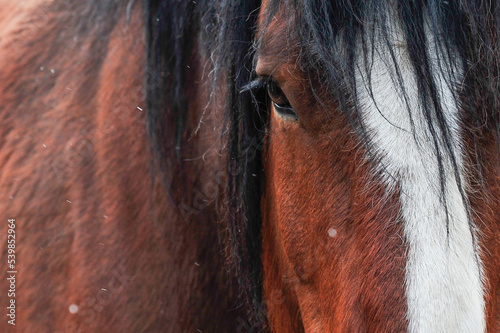 close up of Chestnut colored Clydesdale horse head