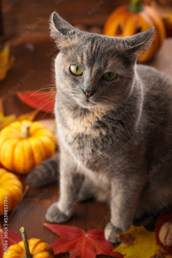 Adult european short hair cat blue tortie sitting on a wooden table in a cozy autumn setting with red, yellow and orange leaves, hokkaido pumpkins, looking into the camera Adult european short hair cat blue tortie sitting on a wooden table in a cozy autumn setting with red, yellow and orange leaves, hokkaido pumpkins, looking into the camera