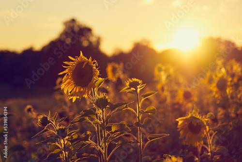 A field of sunflowers in the rays of the setting sun.