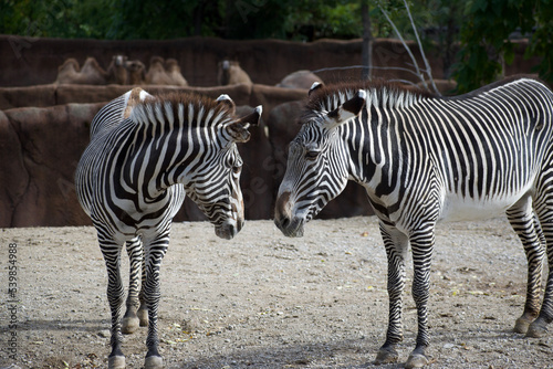 Two zebras looking lovingly at each other