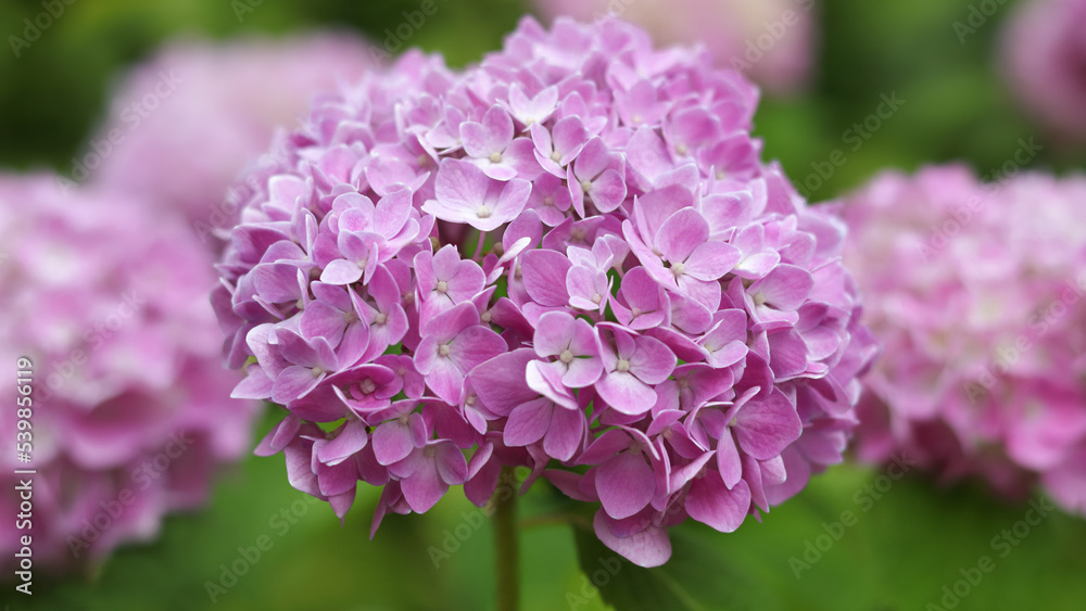 Blooming Hydrangea close-up in the summer. Lush flowering pink Hortensia and green leaves . Flowering hortensia plant. Blossoming purple flowers in summer garden. Hydrangea Macrophylla Blooming Hydrangea close-up in the summer. Lush flowering pink Hortensia and green leaves . Flowering hortensia plant. Blossoming purple flowers in summer garden. Hydrangea Macrophylla