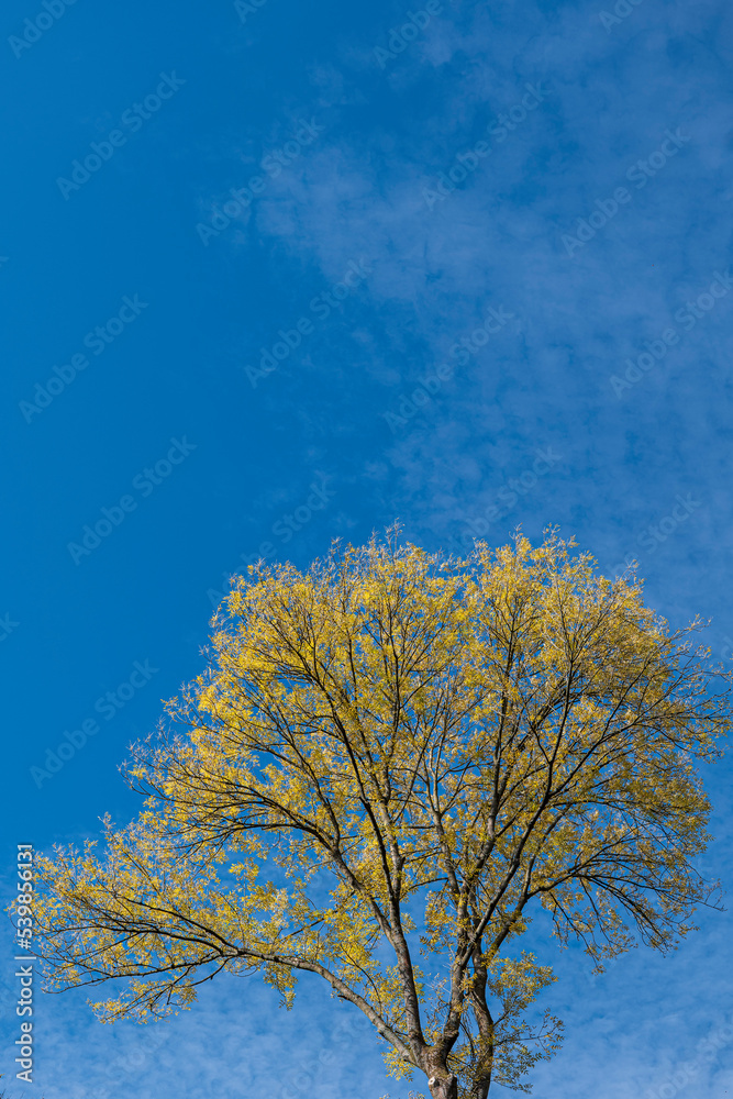 Ash tree with autumn leaves against blue sky with sheep clouds, copy space Ash tree with autumn leaves against blue sky with sheep clouds, copy space