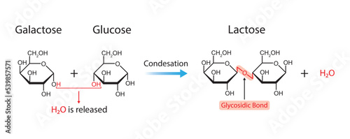 Lactose Formation. Glycosidic Bond Formation From Two molecules, Glucose And Galactose. Vector Illustration.