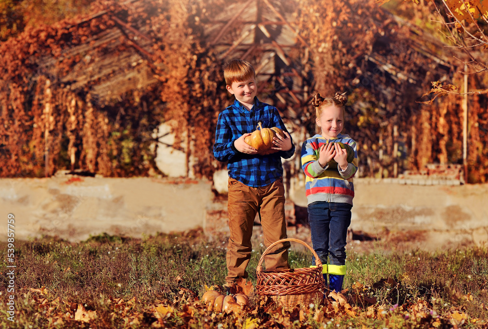Wide picture with children at the farm holding pumpkins in hands Wide picture with children at the farm holding pumpkins in hands