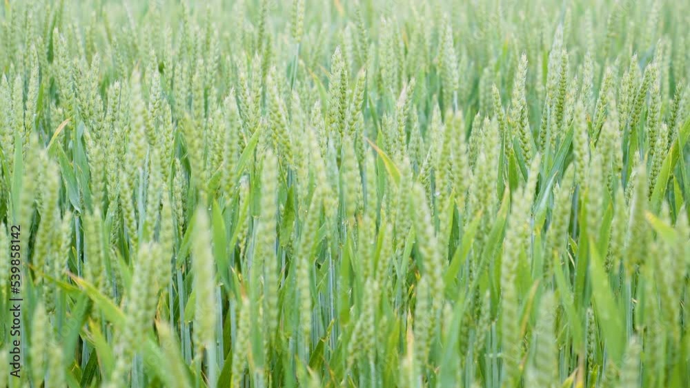 Wheat field, green in early summer, moving in wind. Wheat field, green in early summer, moving in wind.