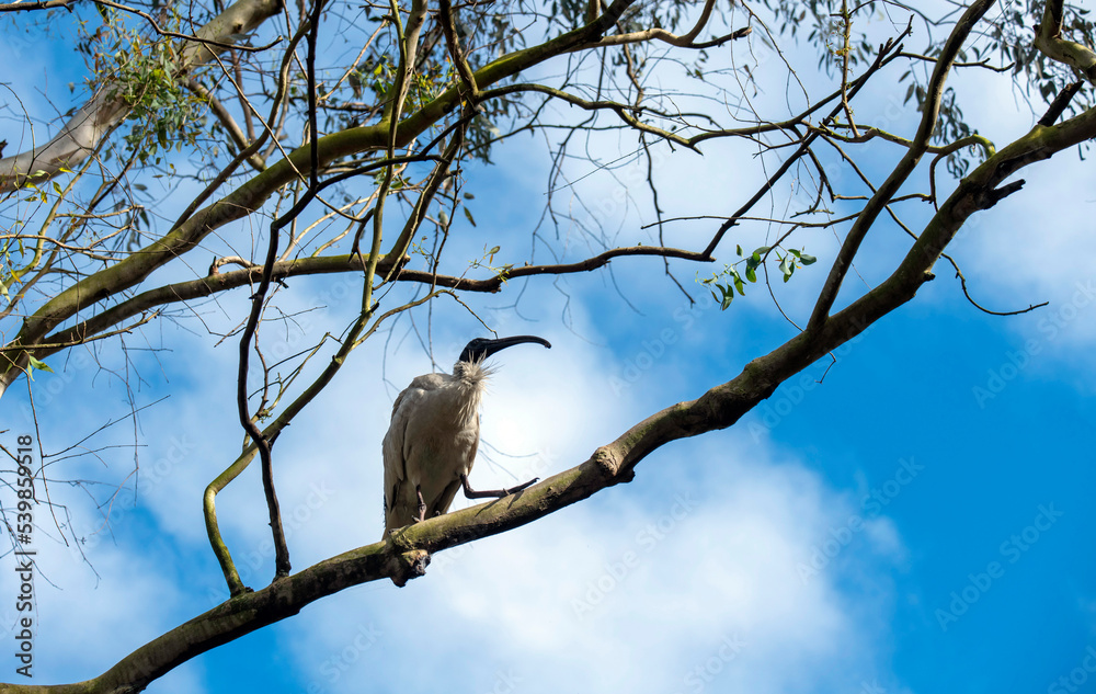 Australian White Ibis (Threskiornis molucca) Australian White Ibis (Threskiornis molucca)