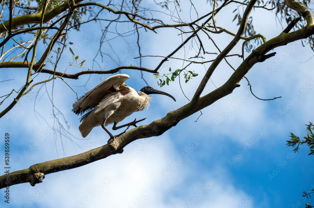Australian White Ibis (Threskiornis molucca) Australian White Ibis (Threskiornis molucca)