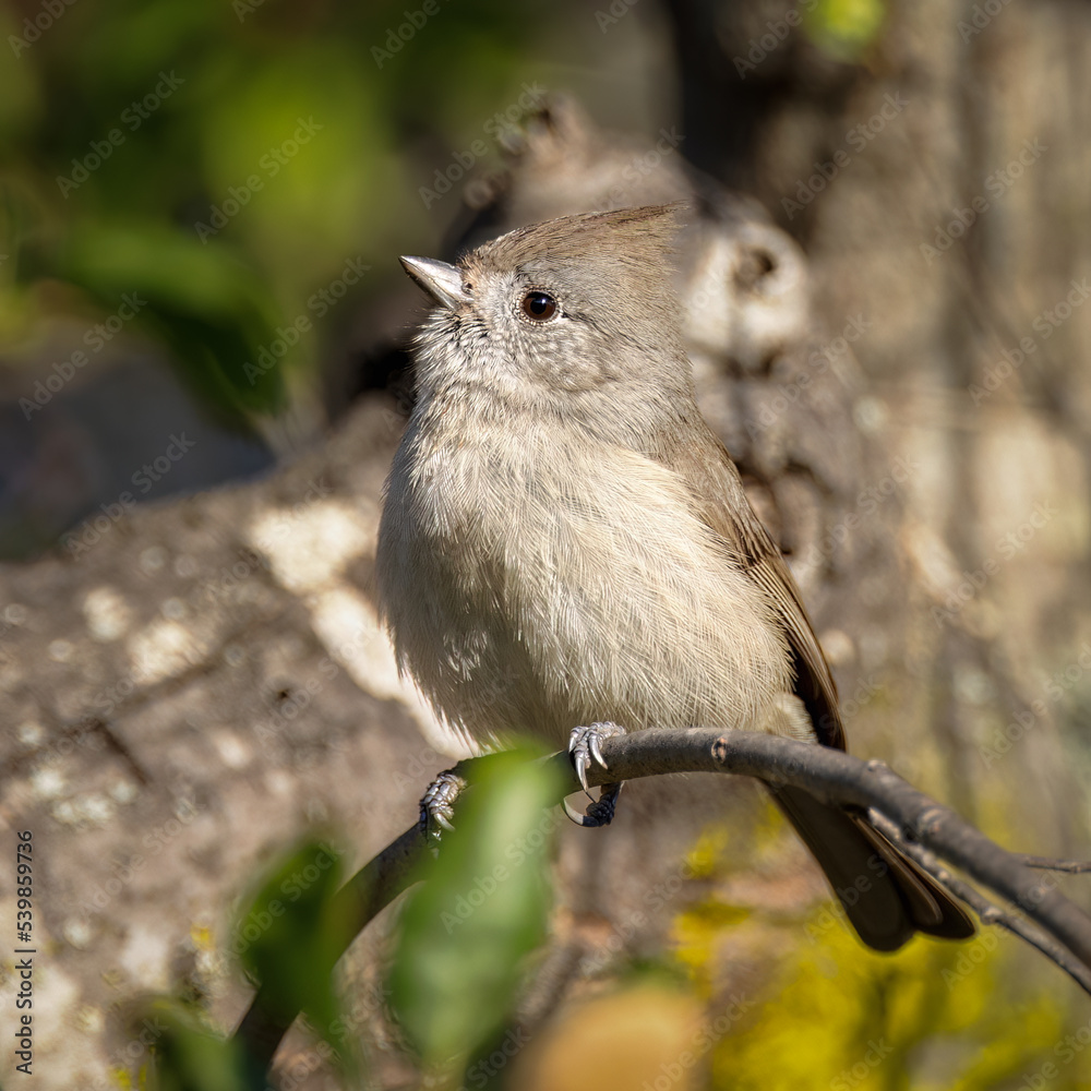 Naklejka premium Oak Titmouse