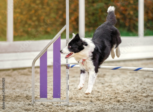 Border collie. Dog in an agility competition. The dog jumps over an obstacle. Sporting event, achievement in sport. Summer light
