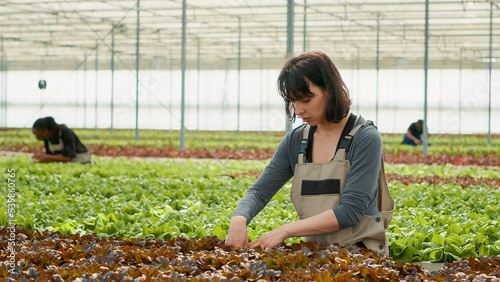 Agricultural worker doing quality control before harvesting organic lettuce grown with no pesticides in modern greenhouse. Caucasian woman inspecting vegetables seedlings looking for damaged leaves.