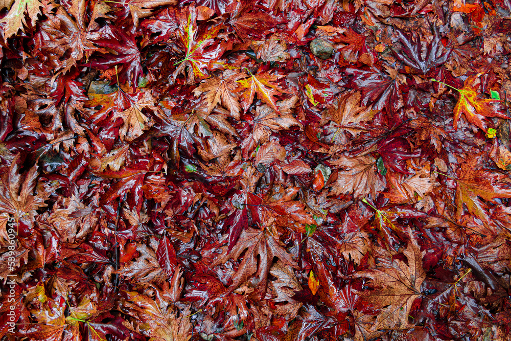 Fototapeta premium red and yellow leaves