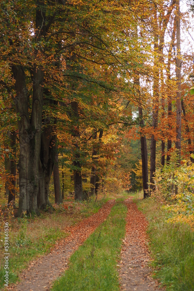 Leśna ścieżka przez las jesienią