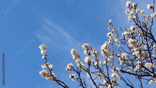 白い梅の花と青空
