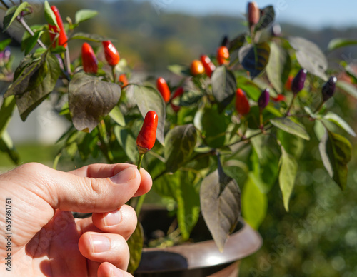 Picking a jalapeno - medium-sized chili pepper plant. photo