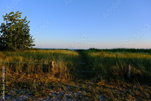 Meadow on the sandy beach on a warm evening