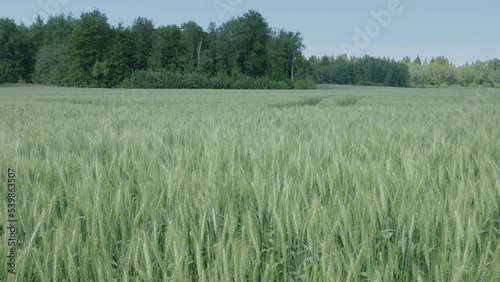 The landscape view of the farmfield with lots of wheat grasses in Estonia