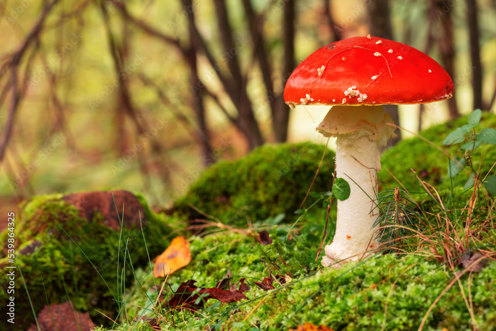 Fly agaric or fly amanita mushroom (Amanita muscaria). Muscimol mushroom. Wild mushroom growing in forest. Ukraine.