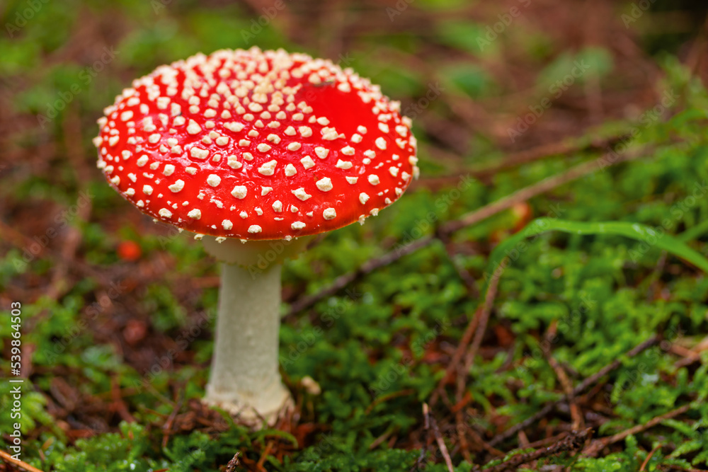 Fly agaric or fly amanita mushroom (Amanita muscaria). Muscimol mushroom. Wild mushroom growing in forest. Ukraine. Fly agaric or fly amanita mushroom (Amanita muscaria). Muscimol mushroom. Wild mushroom growing in forest. Ukraine.