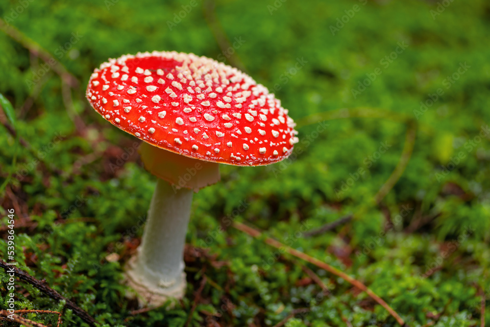 Fly agaric or fly amanita mushroom (Amanita muscaria). Muscimol mushroom. Wild mushroom growing in forest. Ukraine. Fly agaric or fly amanita mushroom (Amanita muscaria). Muscimol mushroom. Wild mushroom growing in forest. Ukraine.