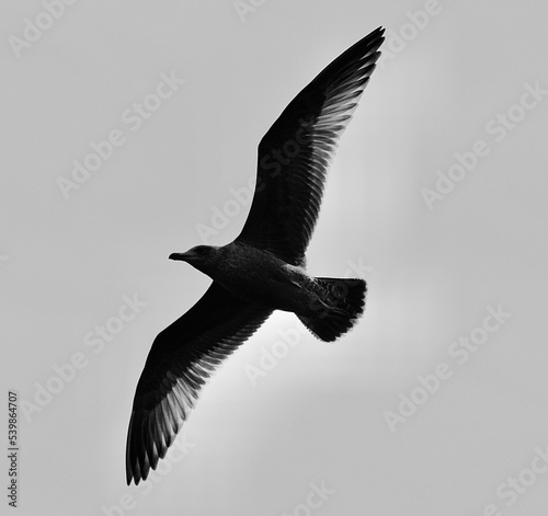 Bird in Flight