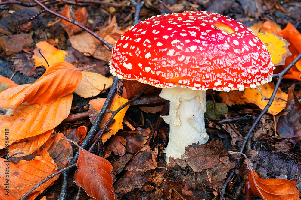 Fly agaric or fly amanita mushroom (Amanita muscaria). Muscimol mushroom.  Wild mushroom growing in forest. Ukraine. Stock Photo | Adobe Stock