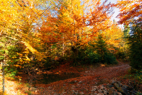 beautiful autumn countryside landscape in Carpathian Mountains, Ukraine.
