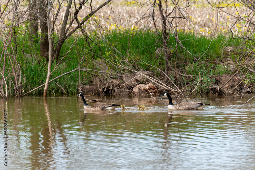 Canada Geese And Goslings On The River In Spring