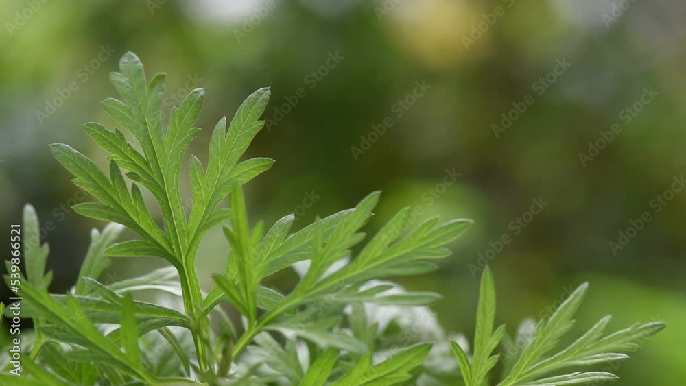 Mugwort or artemisia annua on nature background. Mugwort or artemisia annua on nature background.